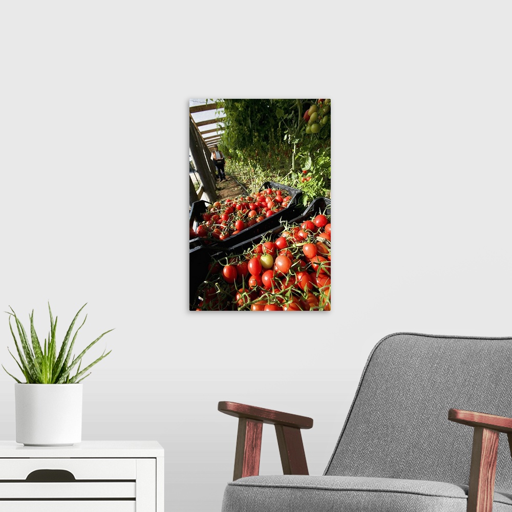 A modern room featuring Italy, Sicily, Pachino, Siracusa district, Tomatoes