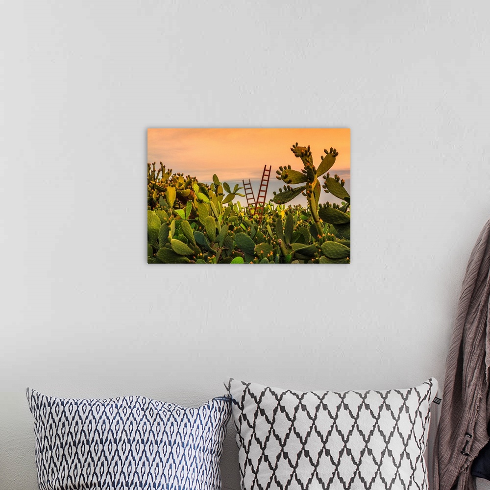 A bohemian room featuring Italy, Sicily, Paterno, Prickly pear field.