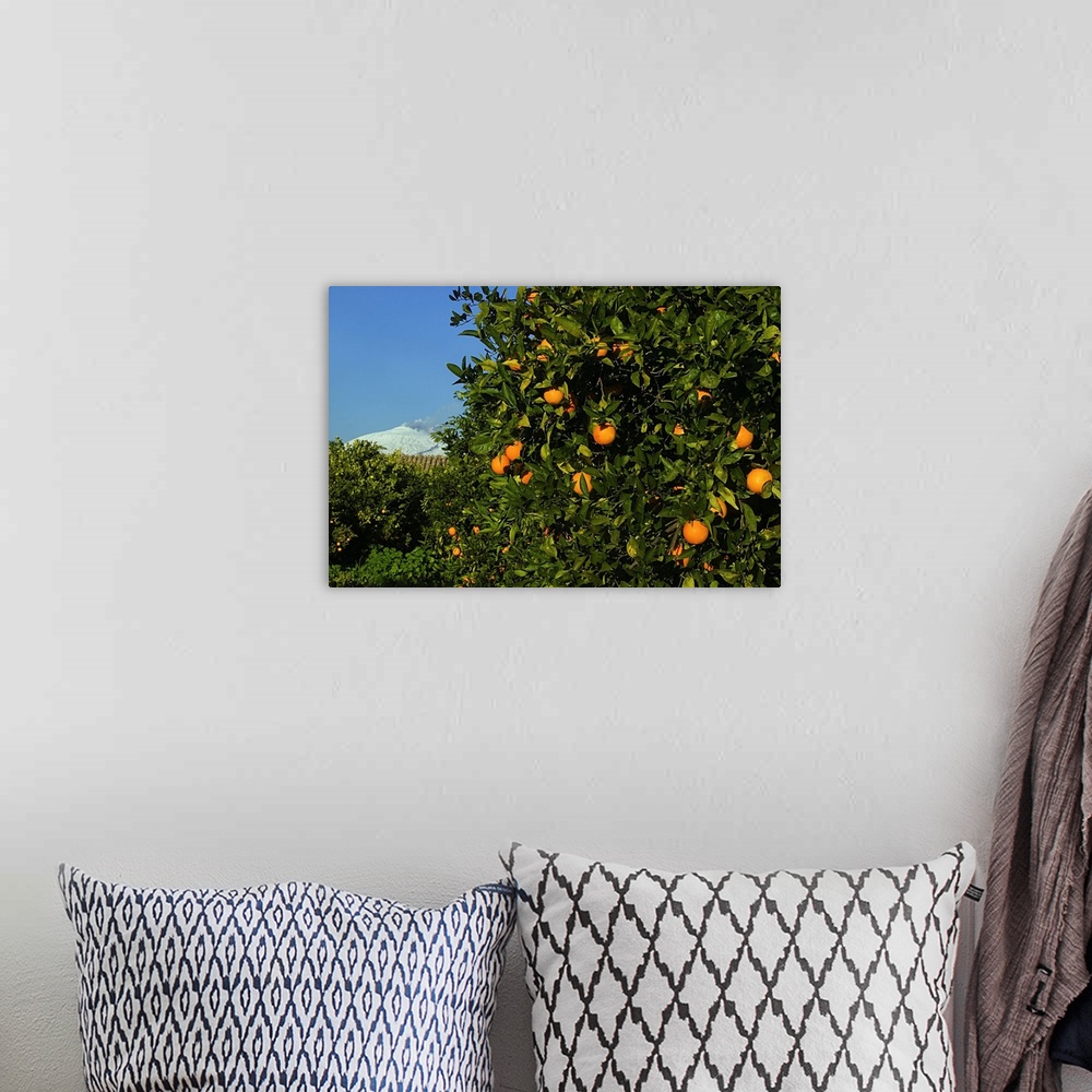 A bohemian room featuring Italy, Sicily, Piana di Catania, Orange tree and Mount Etna in background