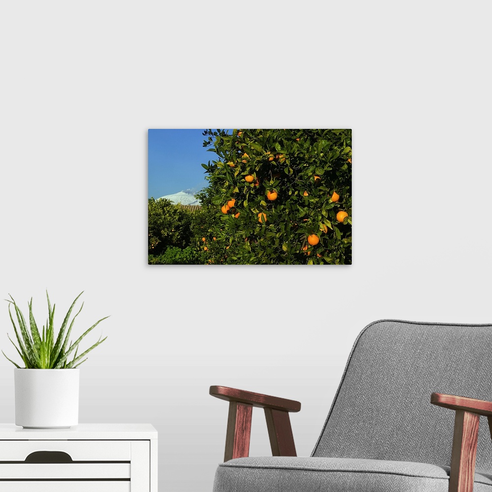 A modern room featuring Italy, Sicily, Piana di Catania, Orange tree and Mount Etna in background