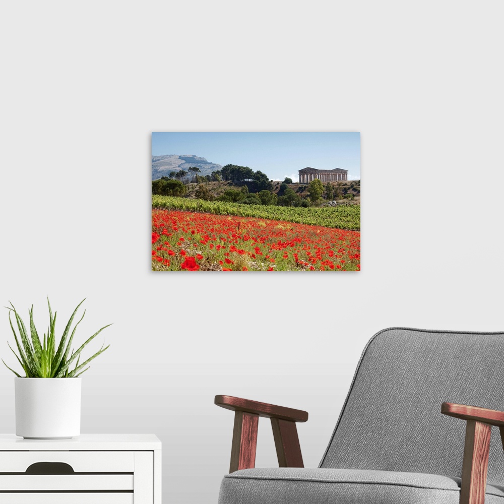 A modern room featuring Italy, Sicily, Segesta, Poppy meadow and Segesta temple