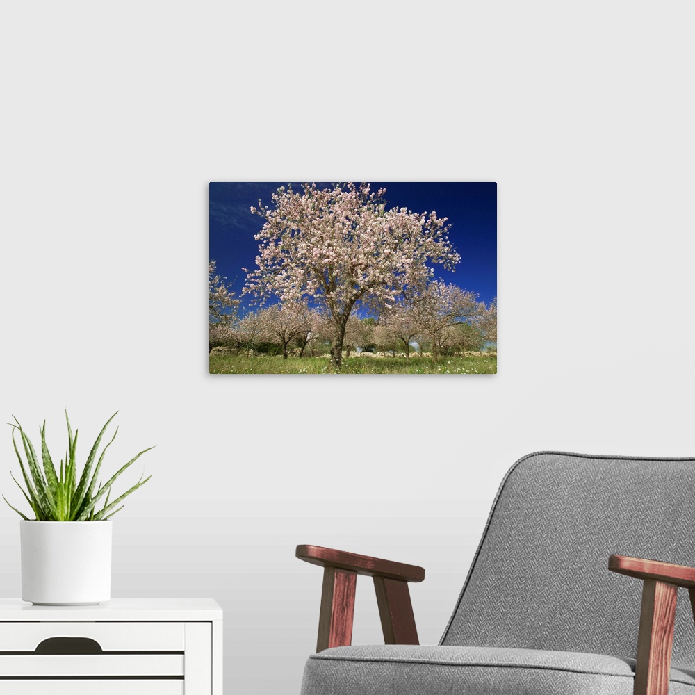 A modern room featuring Italy, Sicily, Siracusa, Val di Noto, almond trees in bloom