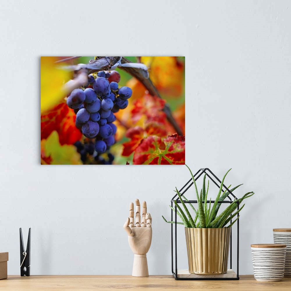 A bohemian room featuring Italy, Sicily, Stromboli island, grape