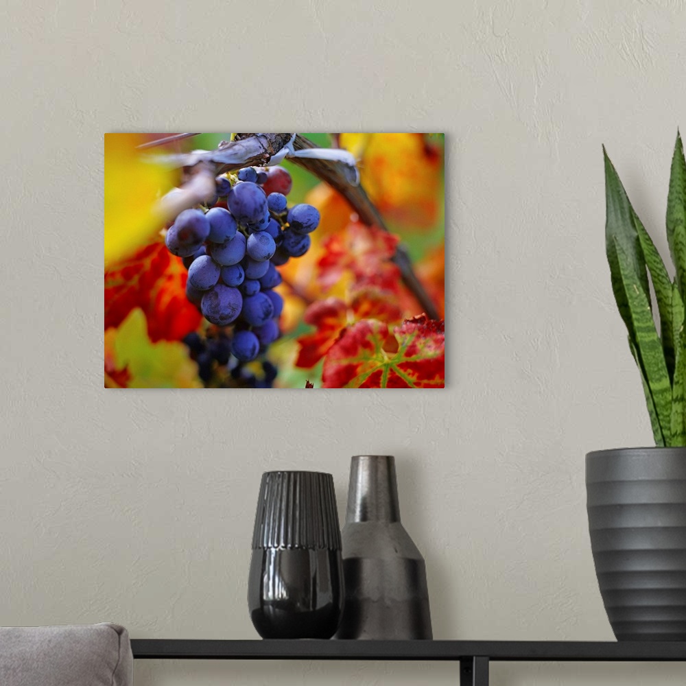 A modern room featuring Italy, Sicily, Stromboli island, grape