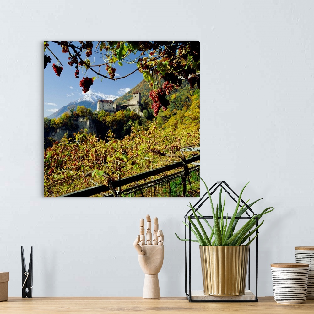 A bohemian room featuring Italy, South Tyrol, Merano, Castel Tyrolo (Schloss Tyrol) and vineyard with grapes