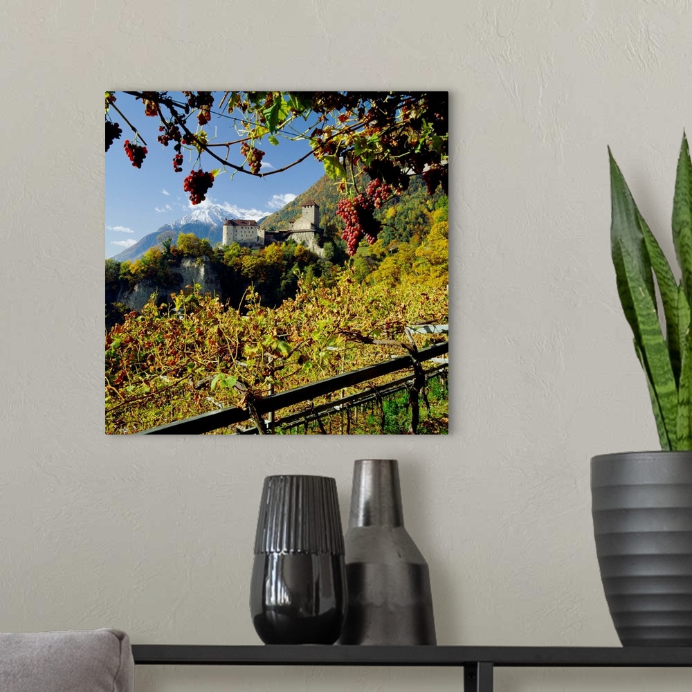 A modern room featuring Italy, South Tyrol, Merano, Castel Tyrolo (Schloss Tyrol) and vineyard with grapes