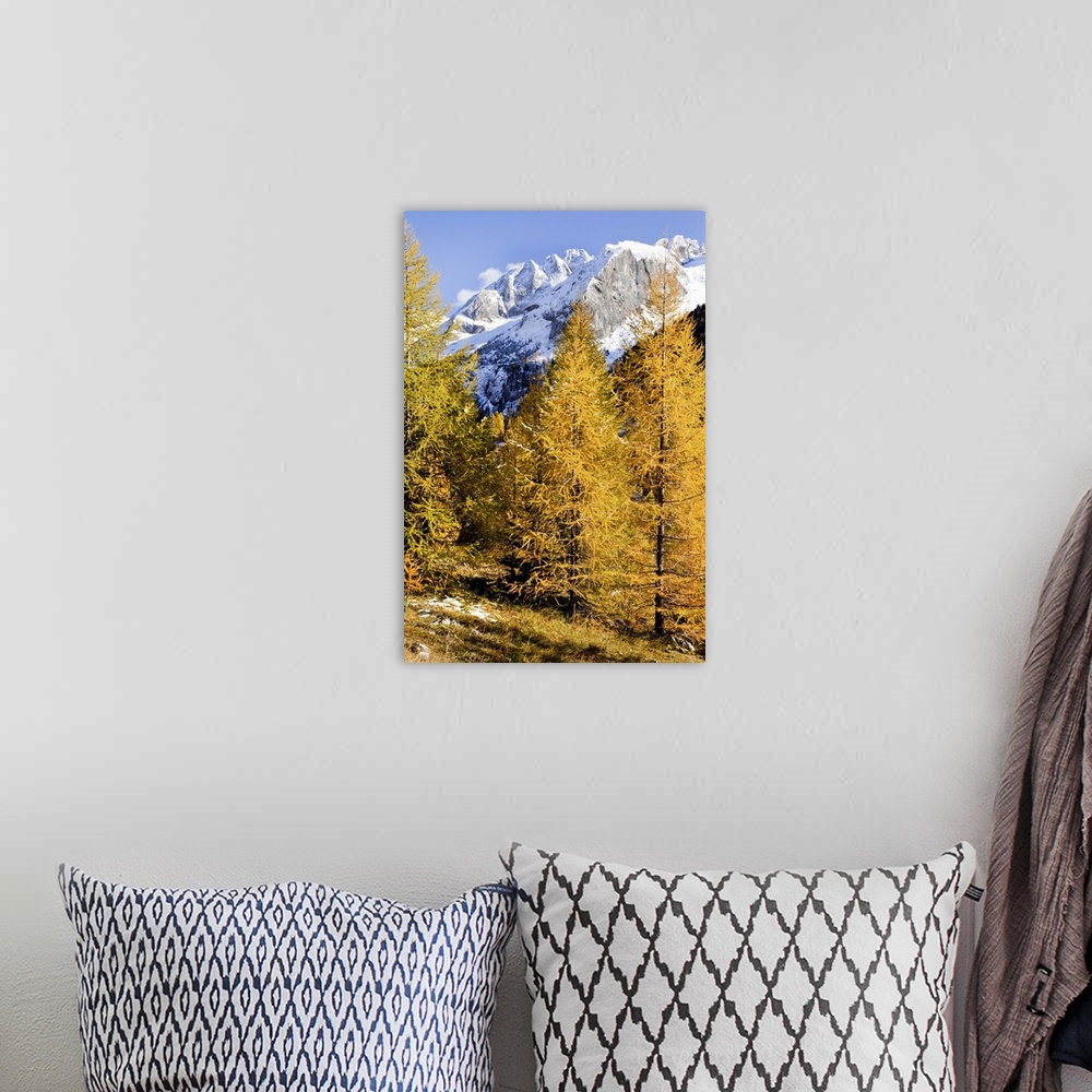 A bohemian room featuring Italy, Trentino, Alps, Val di Fassa, Larch trees in autumn and Marmolada mountain