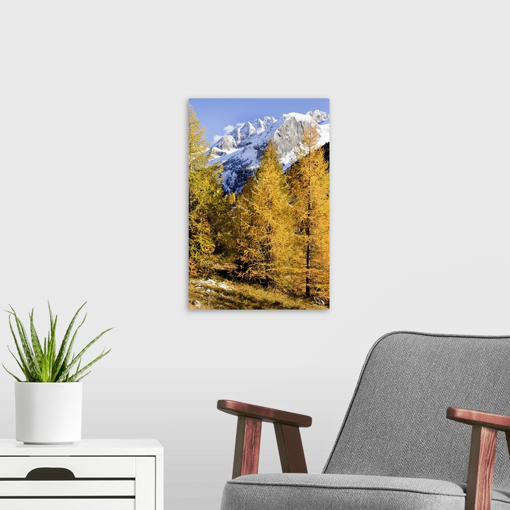A modern room featuring Italy, Trentino, Alps, Val di Fassa, Larch trees in autumn and Marmolada mountain