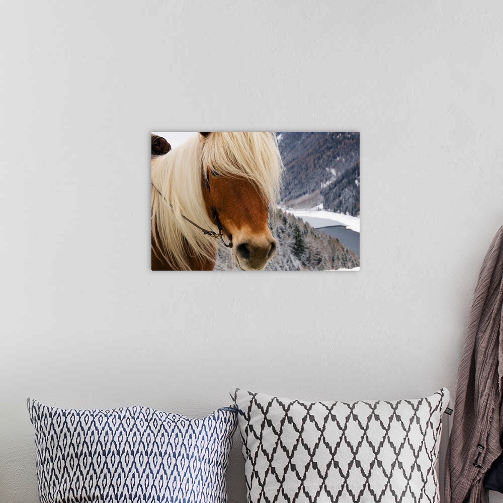 A bohemian room featuring Italy, Trentino-Alto Adige, Alps, Horse randonnee in the forest