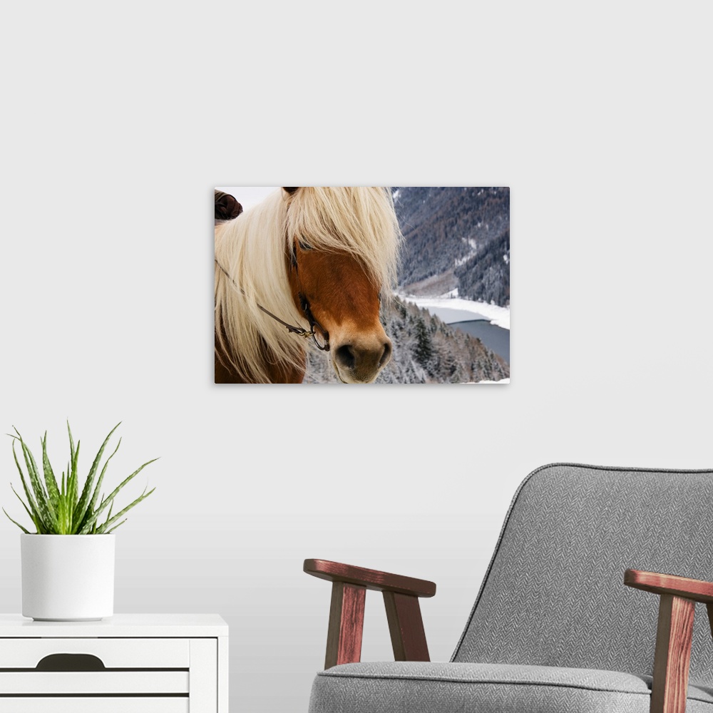 A modern room featuring Italy, Trentino-Alto Adige, Alps, Horse randonnee in the forest
