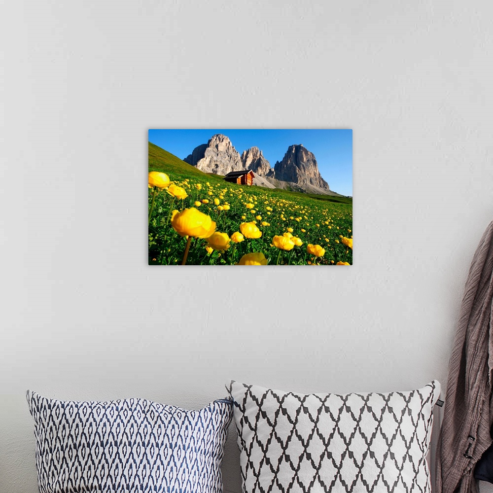 A bohemian room featuring Italy, Italia, Trentino-Alto Adige, South Tyrol, Val di Fassa, buttercup flowers towards Col Rode...