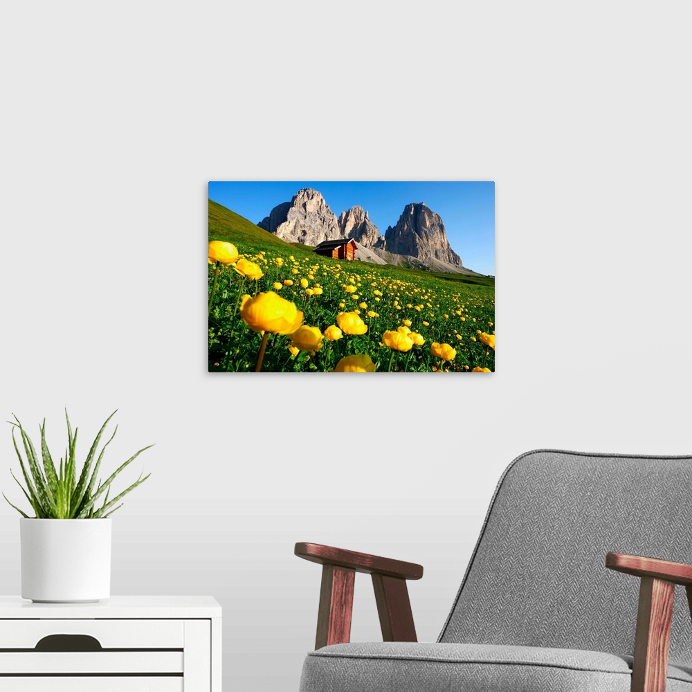 A modern room featuring Italy, Italia, Trentino-Alto Adige, South Tyrol, Val di Fassa, buttercup flowers towards Col Rode...