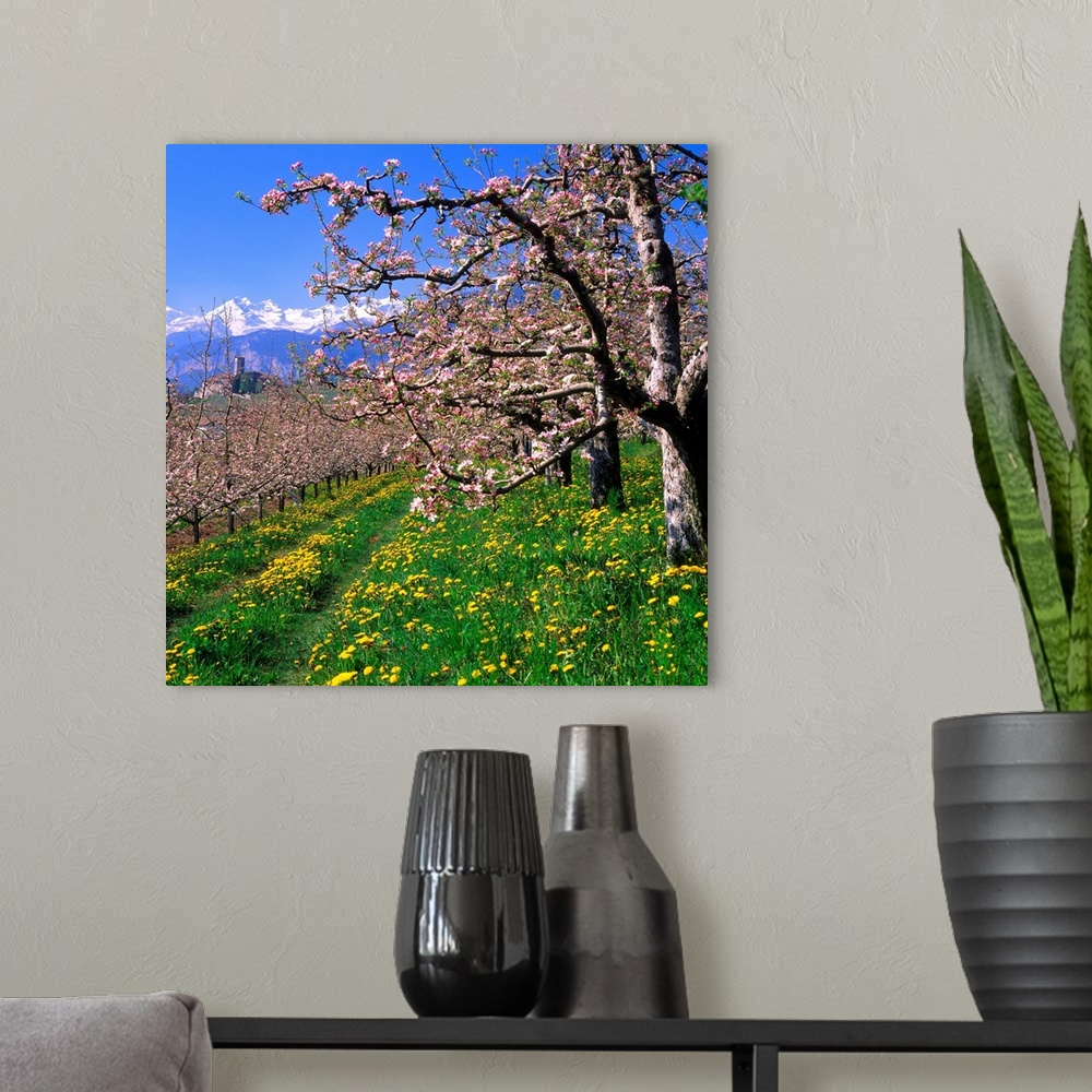 A modern room featuring Italy, Trentino, Apple orchard, Castel Valer towards Gruppo di Brenta
