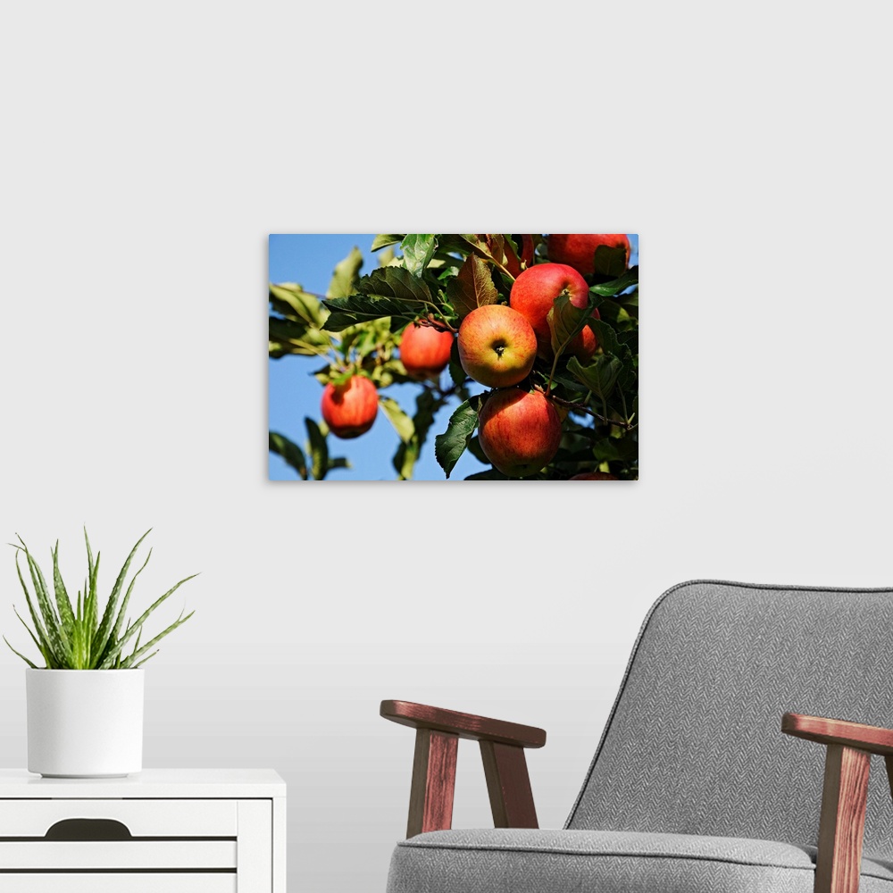 A modern room featuring Italy, Trentino, Bleggio, Apples.