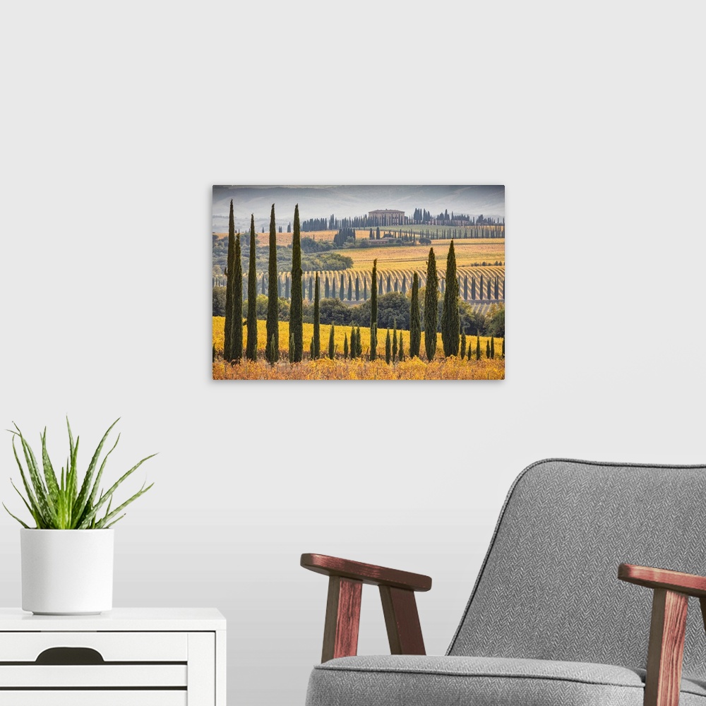 A modern room featuring Italy, Tuscany, Brunello wine road, Siena district, Orcia Valley, Montalcino, Landscape with Sang...
