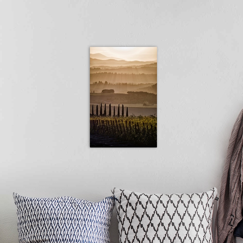 A bohemian room featuring Italy, Tuscany, Brunello wine road, Siena district, Orcia Valley, Montalcino, Landscape with vine...