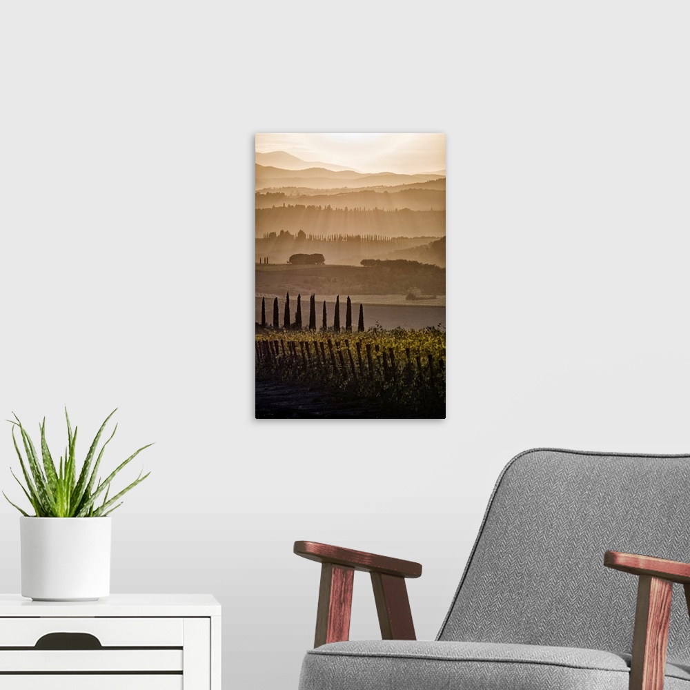 A modern room featuring Italy, Tuscany, Brunello wine road, Siena district, Orcia Valley, Montalcino, Landscape with vine...