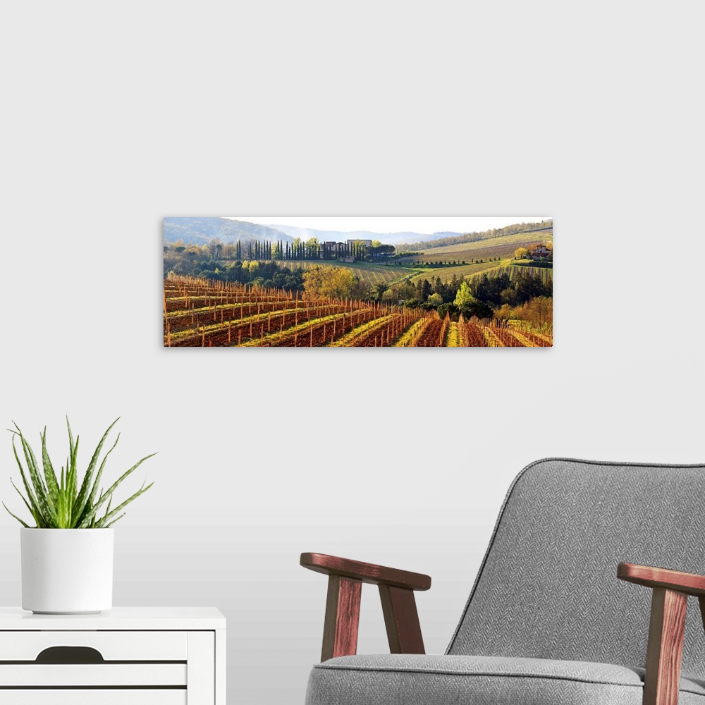 A modern room featuring Italy, Tuscany, Mediterranean area, Siena district, Chianti, Castellina in Chianti, Vineyards at ...