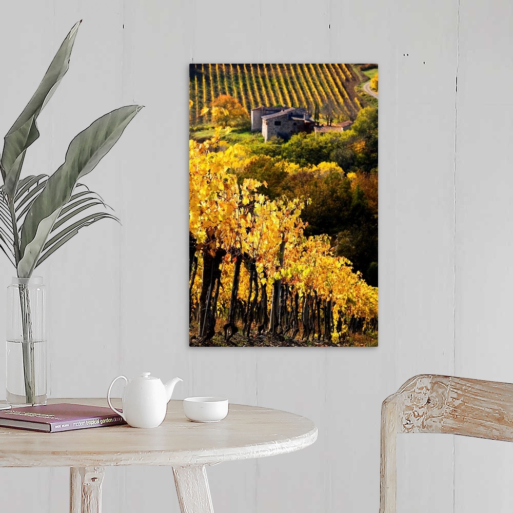 A farmhouse room featuring Italy, Tuscany, Chianti, Greve in Chianti, vineyards