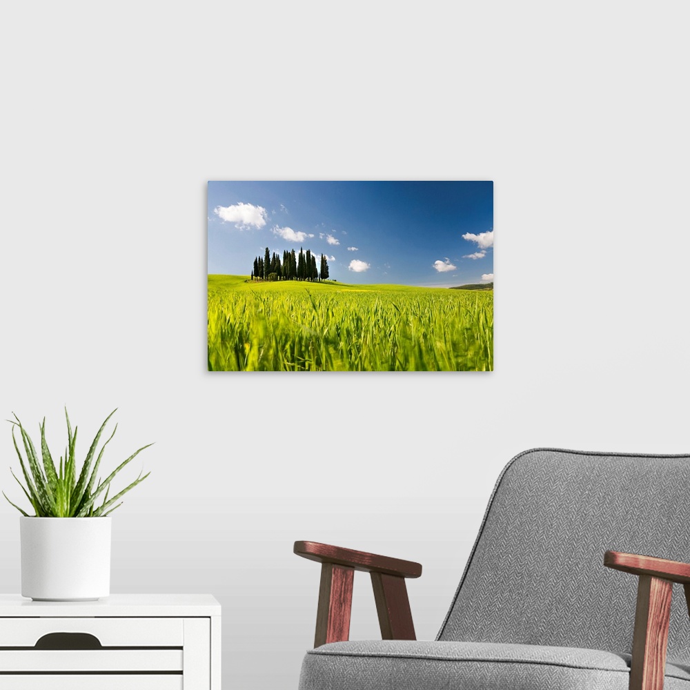 A modern room featuring Italy, Tuscany, Cypress trees.