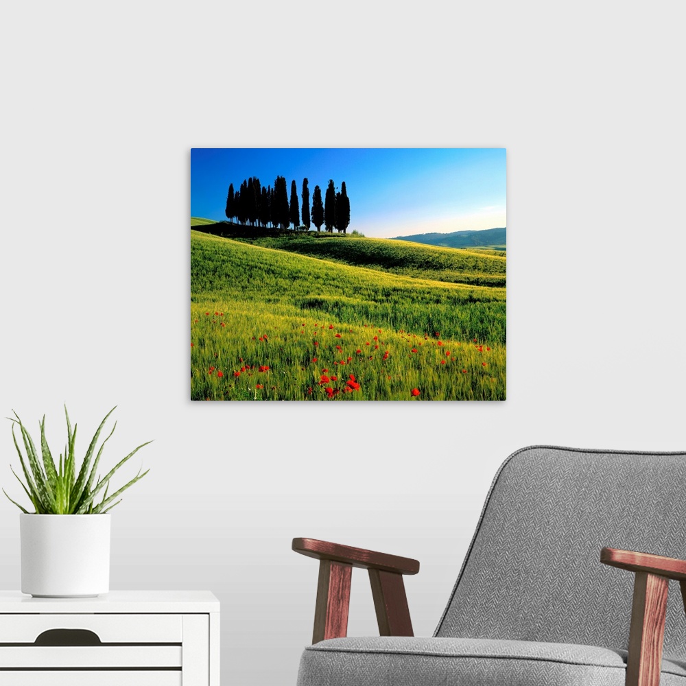 A modern room featuring Italy, Tuscany, Cypress trees on typical landscape