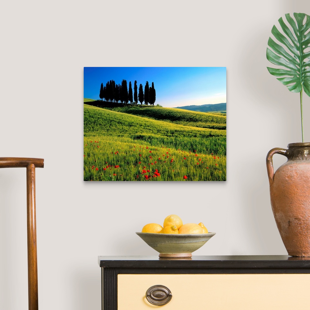 A traditional room featuring Italy, Tuscany, Cypress trees on typical landscape