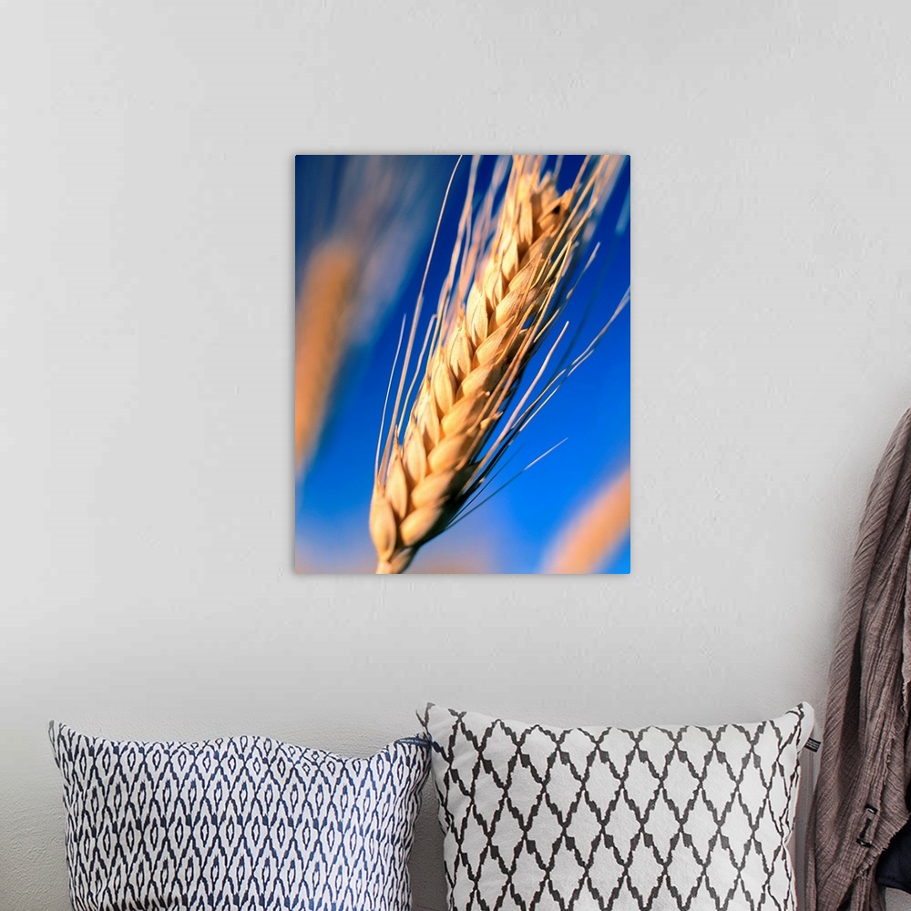 A bohemian room featuring Italy, Tuscany, Ear of wheat
