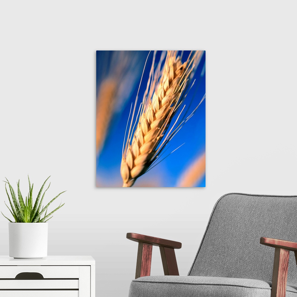 A modern room featuring Italy, Tuscany, Ear of wheat