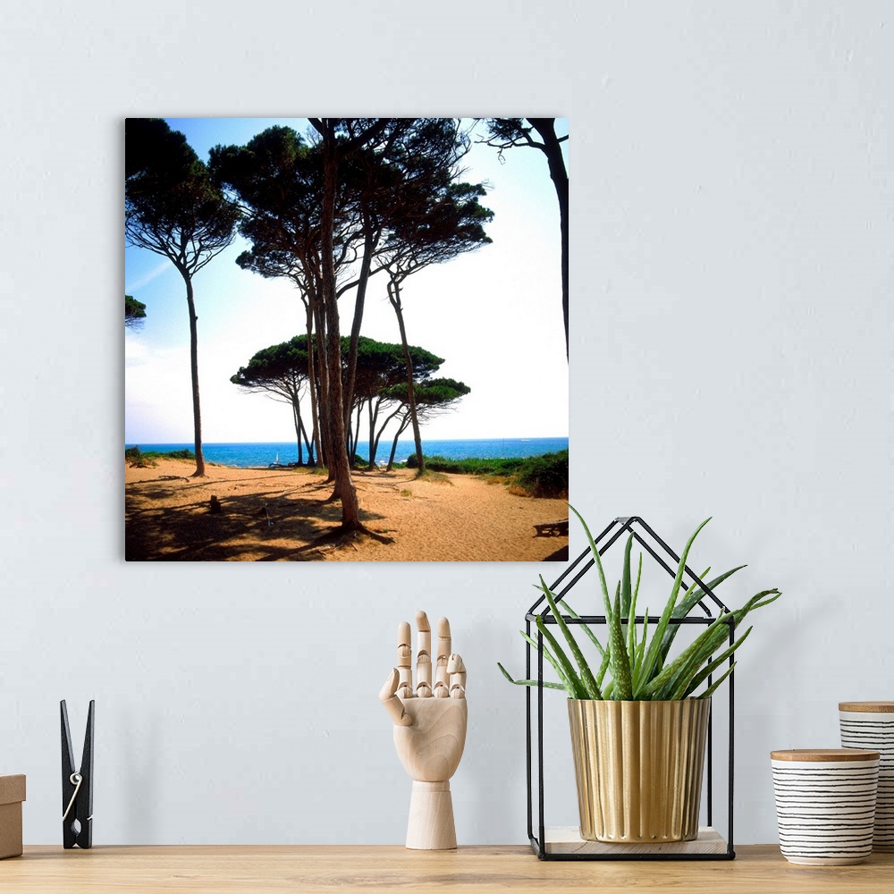 A bohemian room featuring Italy, Tuscany, Golfo di Baratti, pine forest