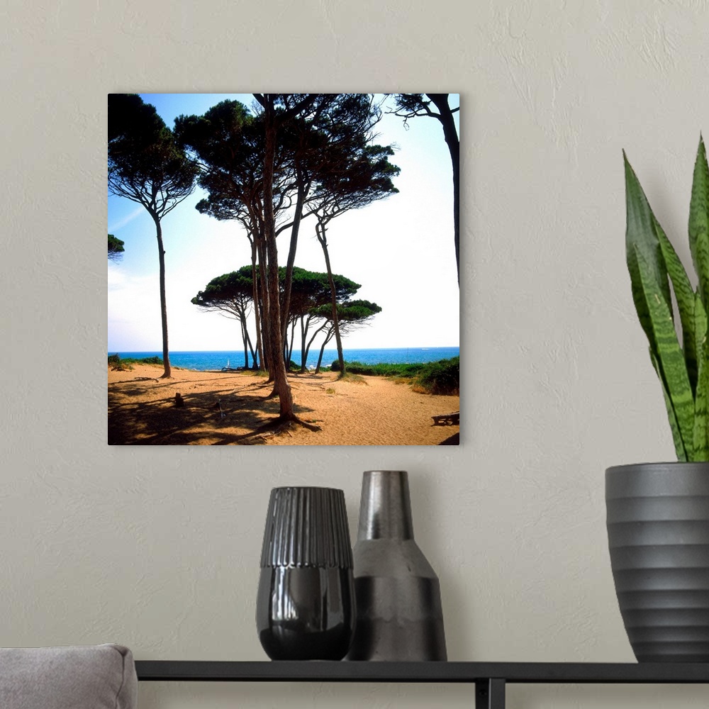 A modern room featuring Italy, Tuscany, Golfo di Baratti, pine forest