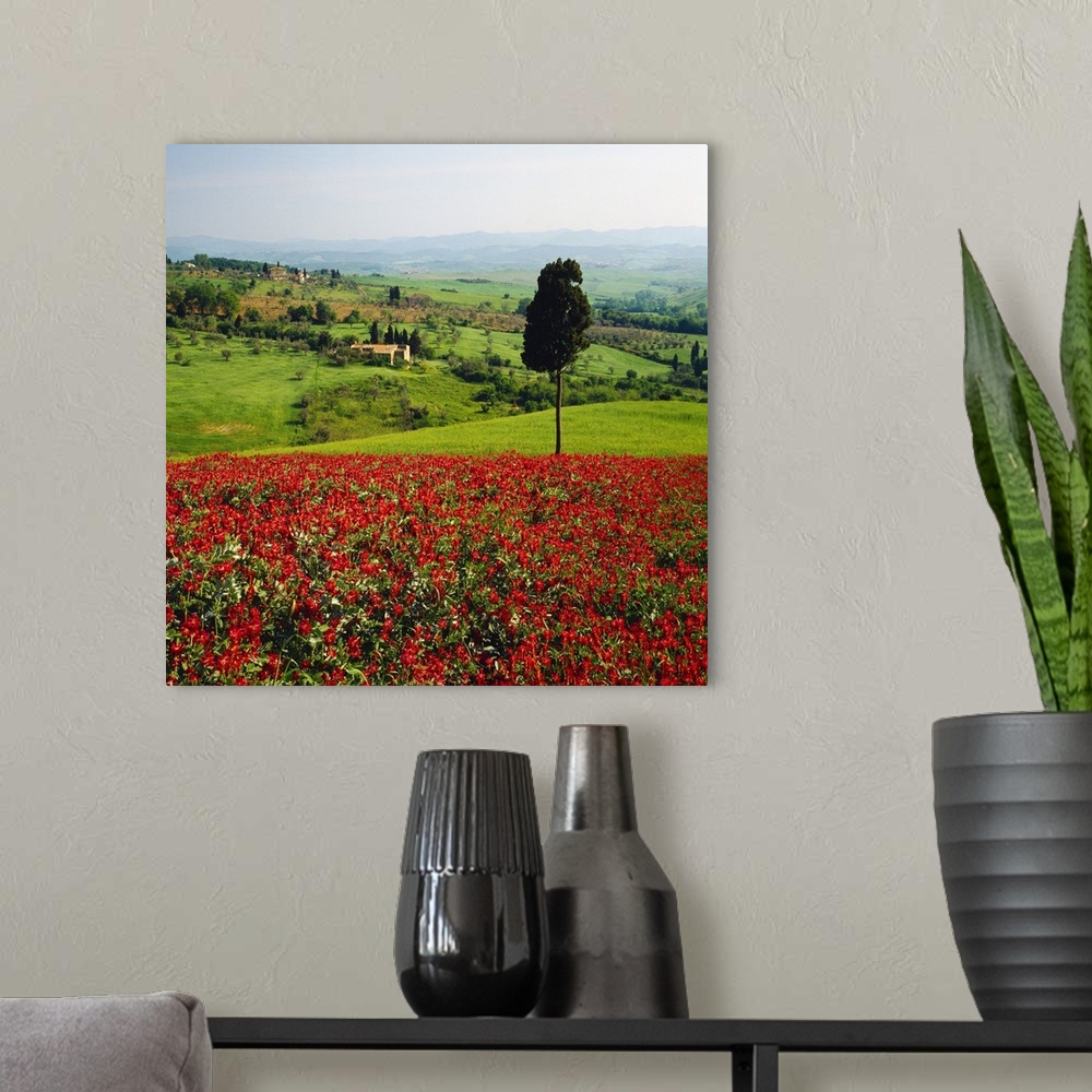 A modern room featuring Italy, Tuscany, Hills near Volterra