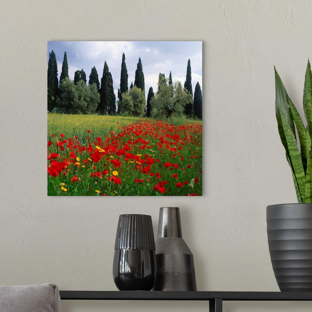 A modern room featuring Italy, Tuscany, hills with cypress tree