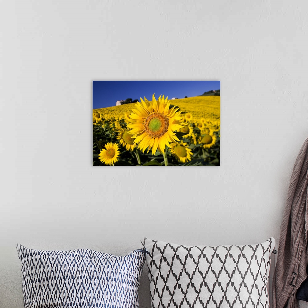 A bohemian room featuring Italy, Tuscany, Mediterranean area, Landscape with sunflowers