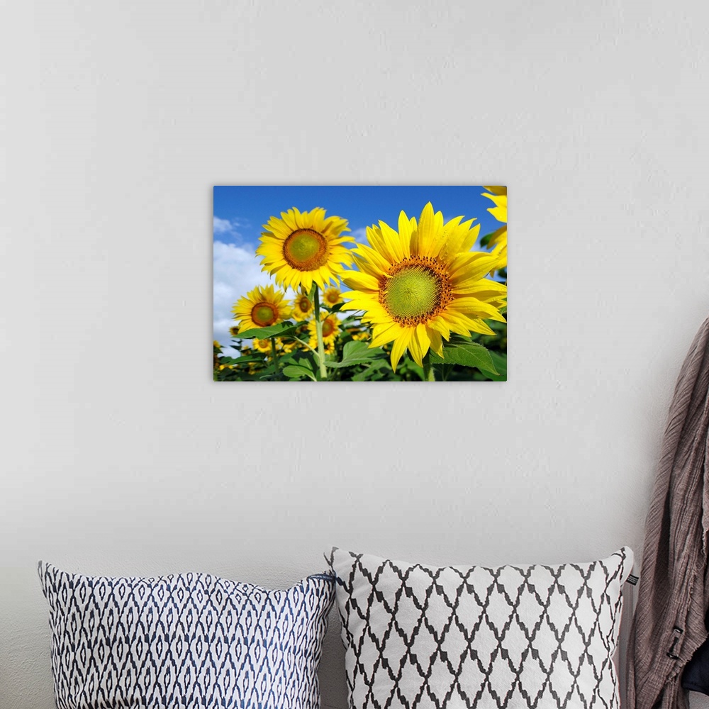 A bohemian room featuring Italy, Tuscany, Mediterranean area, Sunflowers