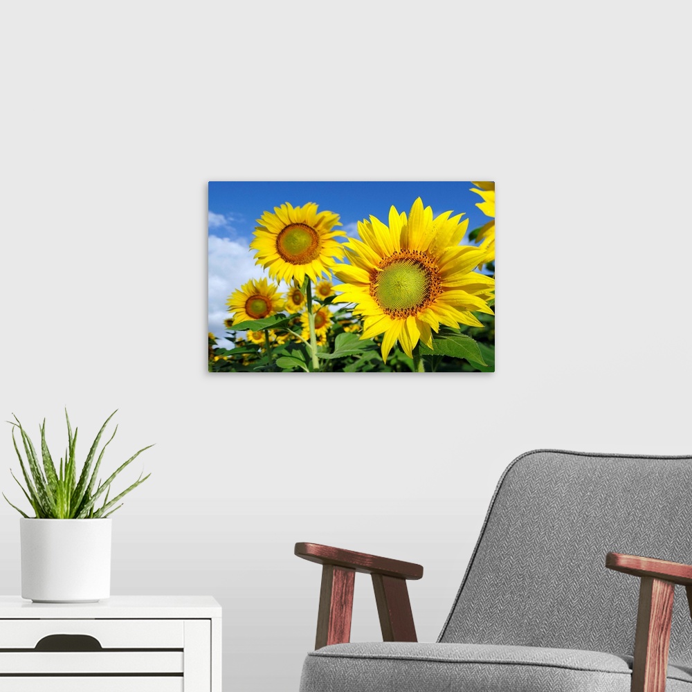 A modern room featuring Italy, Tuscany, Mediterranean area, Sunflowers