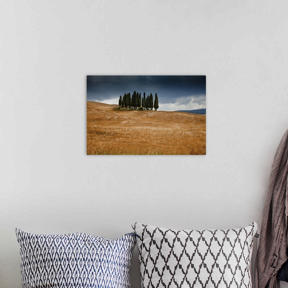 A bohemian room featuring Italy, Tuscany, Orcia Valley, Cypress grove near San Quirico d'Orcia