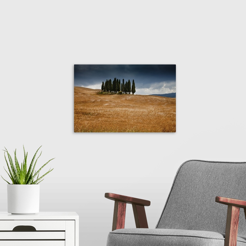 A modern room featuring Italy, Tuscany, Orcia Valley, Cypress grove near San Quirico d'Orcia