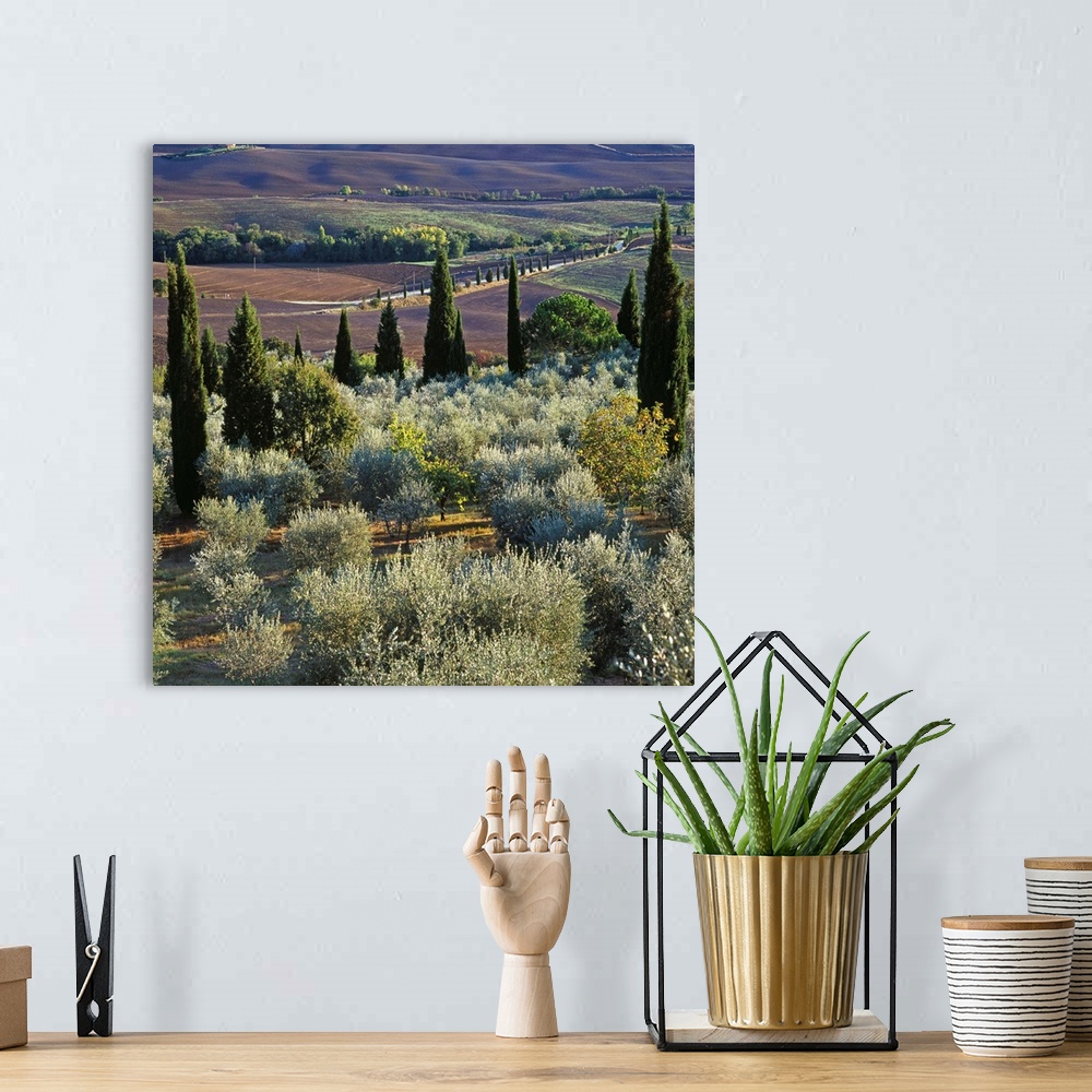 A bohemian room featuring Italy, Tuscany, Orcia Valley, Landscape with cypress and olive trees