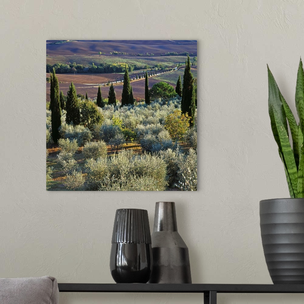 A modern room featuring Italy, Tuscany, Orcia Valley, Landscape with cypress and olive trees