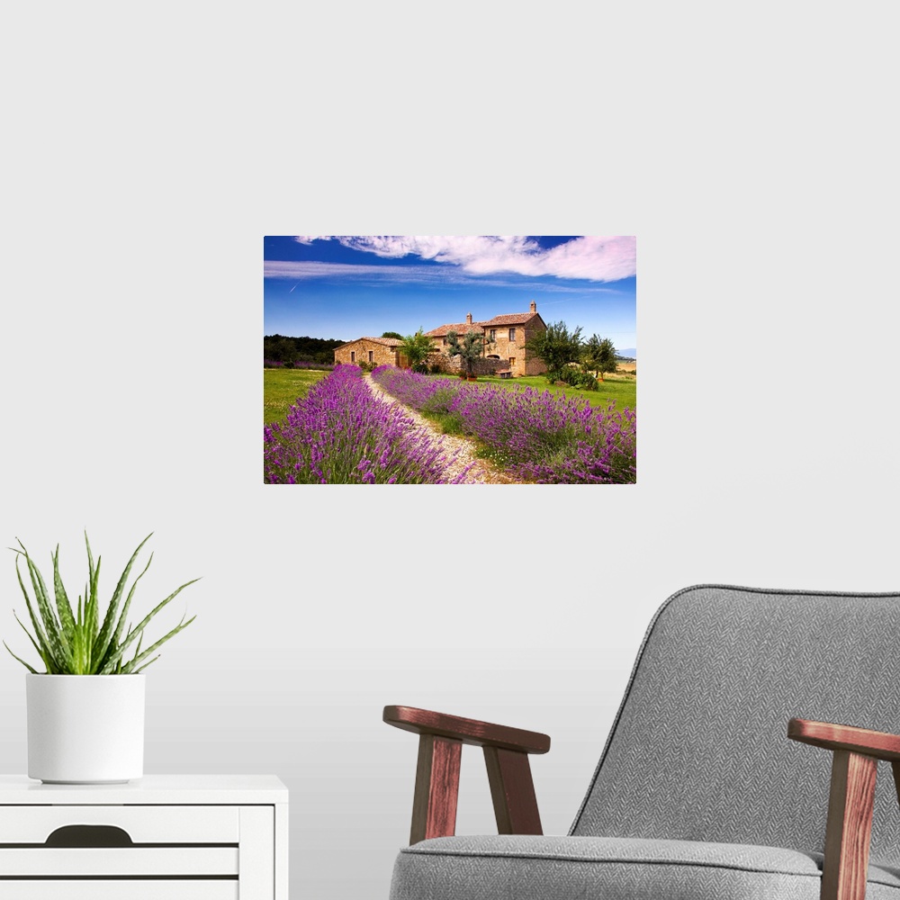 A modern room featuring Italy, Tuscany, Orcia Valley, road to Montichiello, typical country house and lavender