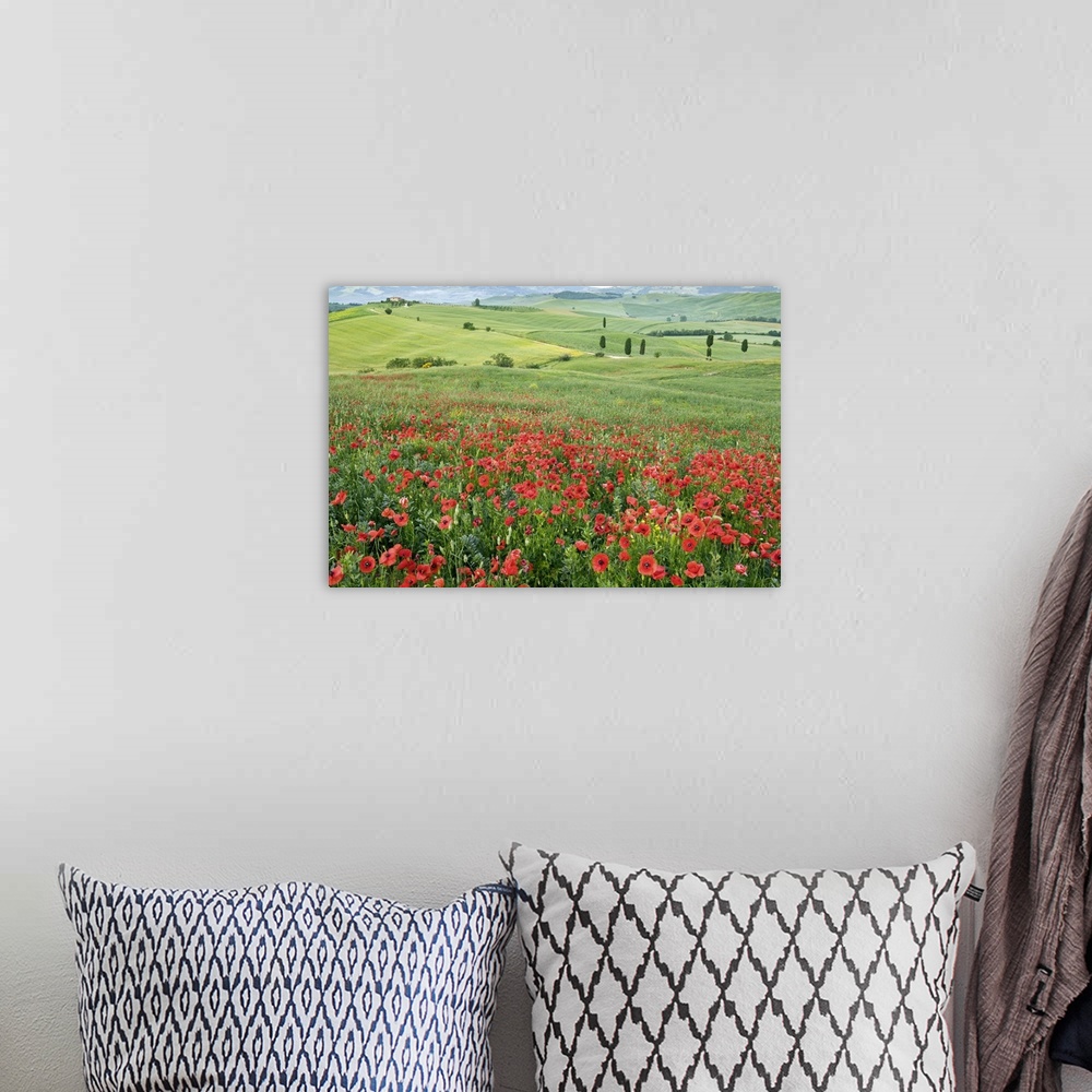 A bohemian room featuring Italy, Tuscany, Orcia Valley, San Quirico d'Orcia, Poppies in the ideal Val d'Orcia