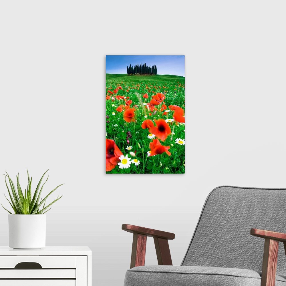A modern room featuring Italy, Tuscany, Orcia Valley, Typical countryside with poppies near San Quirico d'Orcia