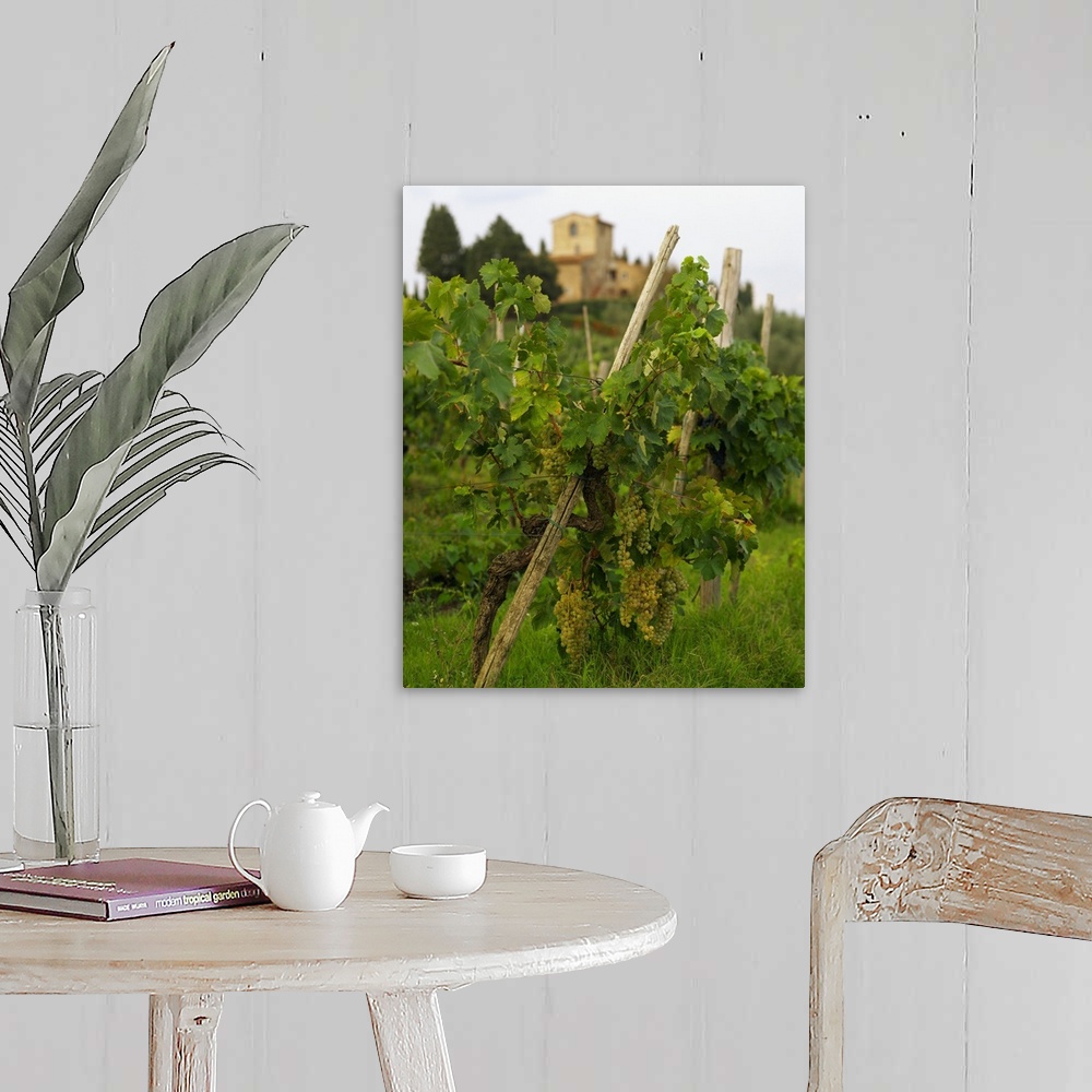 A farmhouse room featuring Italy, Tuscany, Panzano, San Martino, grapes and typical house