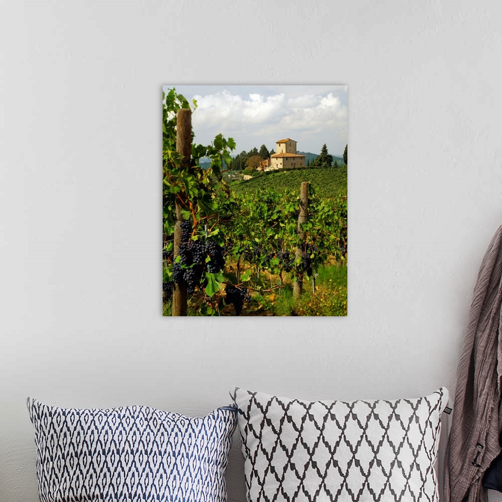 A bohemian room featuring Italy, Tuscany, Panzano, San Martino, grapes of Chianti wine