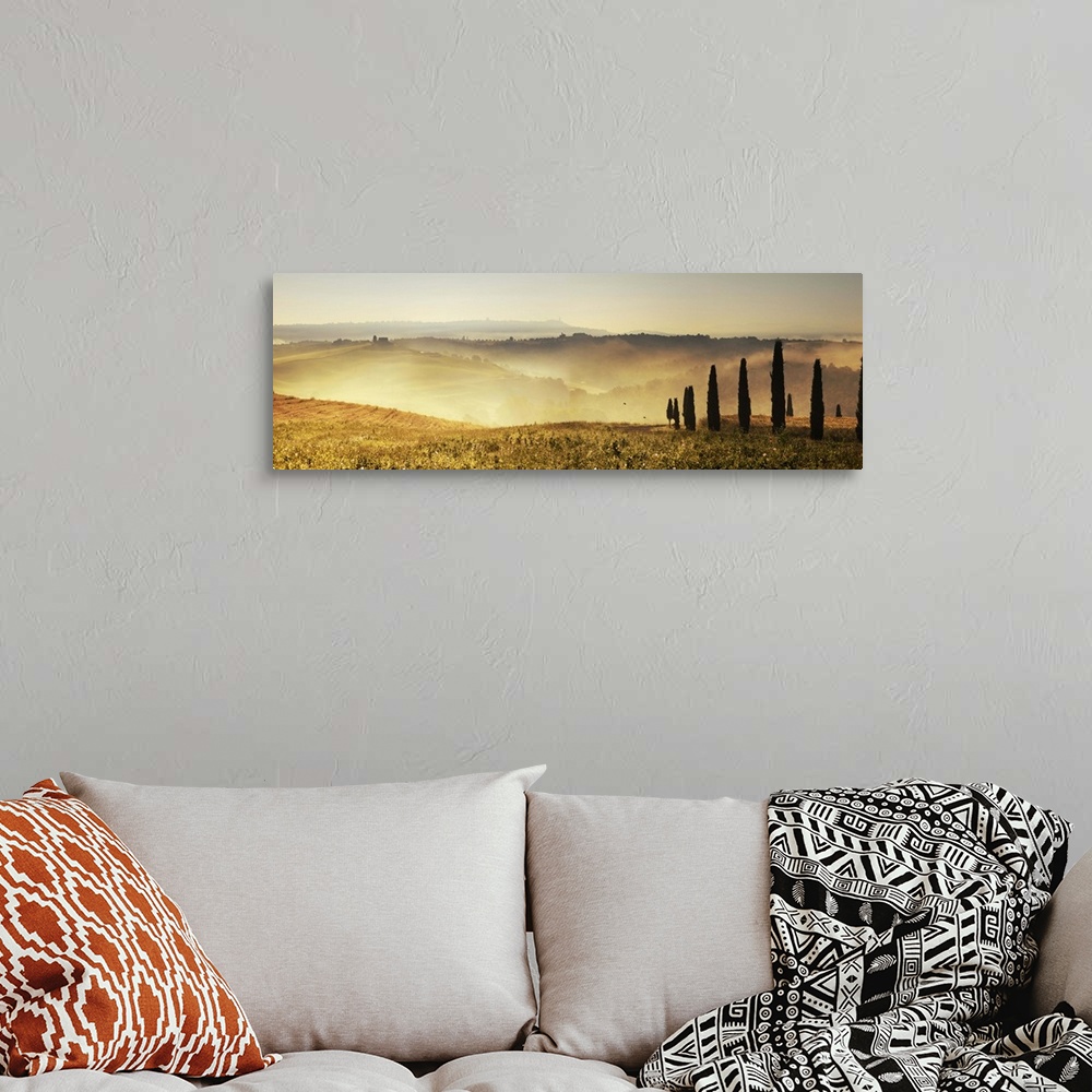 A bohemian room featuring Italy, Tuscany, Pienza, Cypresses along a hill at sunrise