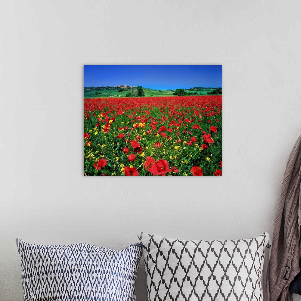A bohemian room featuring Italy, Tuscany, Pienza, field with poppies