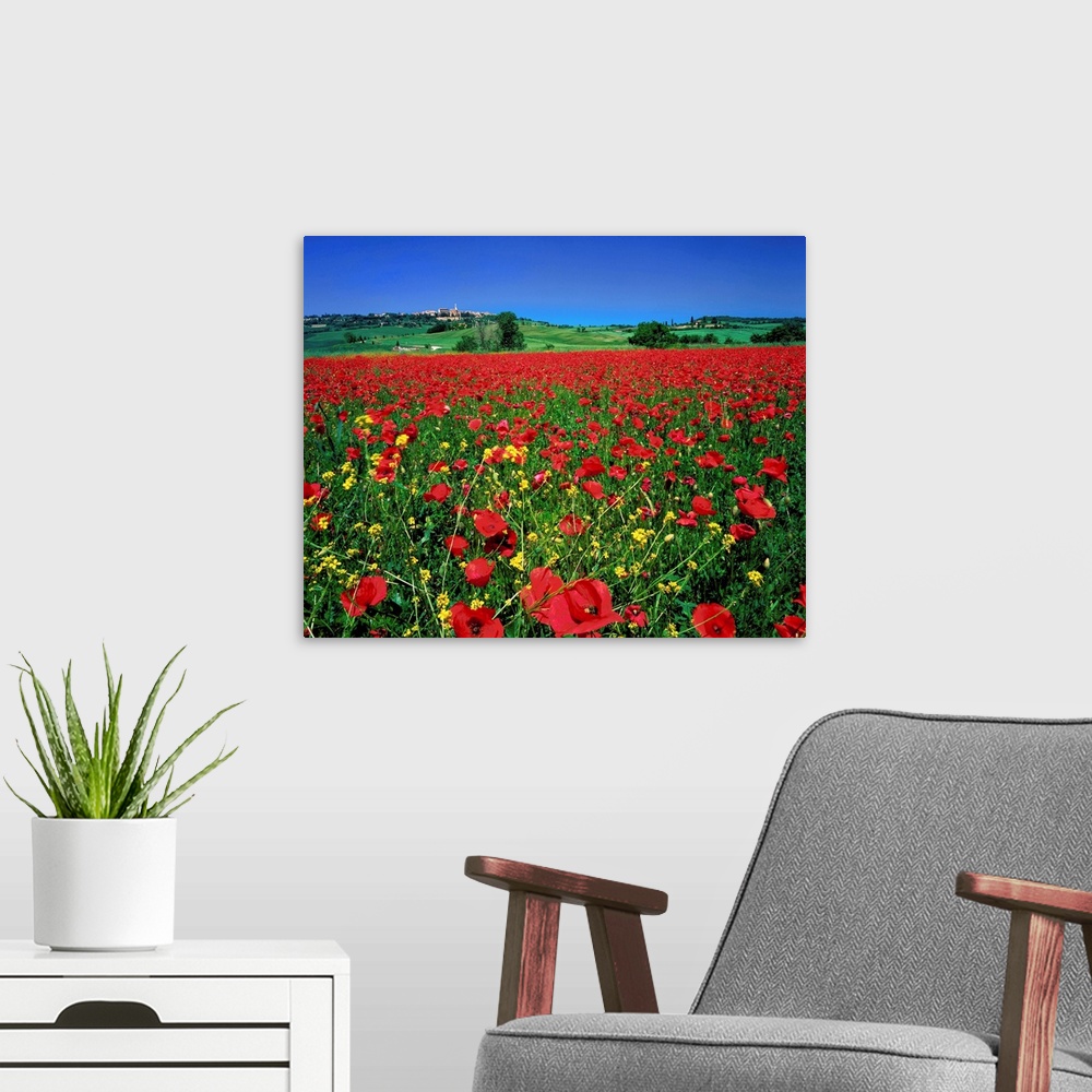 A modern room featuring Italy, Tuscany, Pienza, field with poppies
