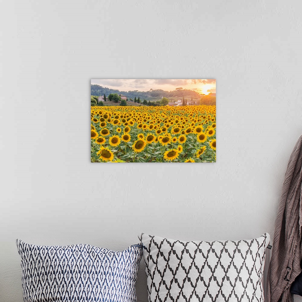 A bohemian room featuring Italy, Tuscany, Pisa district, San Miniato, Sunflowers on the countryside of San Miniato