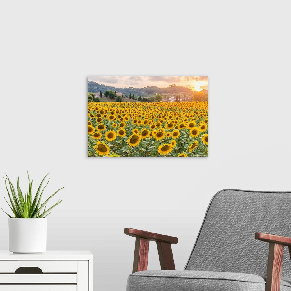 A modern room featuring Italy, Tuscany, Pisa district, San Miniato, Sunflowers on the countryside of San Miniato