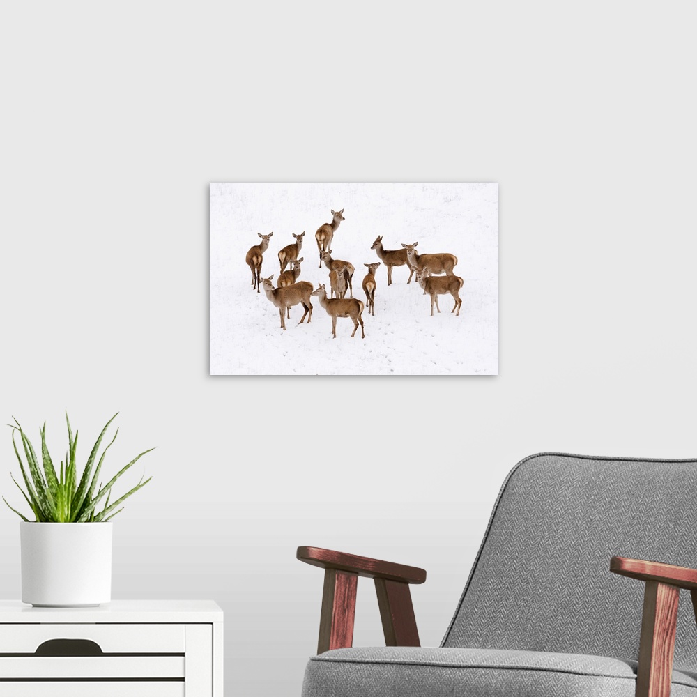 A modern room featuring Italy, Tuscany, Red deer in the snow.